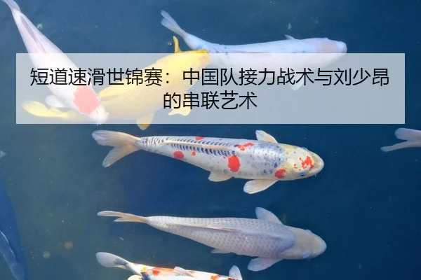 短道速滑世锦赛：中国队接力战术与刘少昂的串联艺术